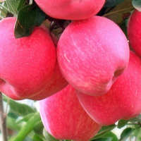 1-3 泰安 树苗苹果树红肉价格