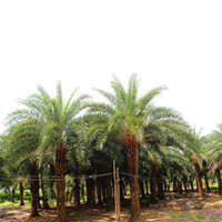 棕榈型 中东海枣 海枣风景树树苗苗棕