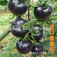 黑番茄籽 原種 種苗圣女果種籽西紅柿