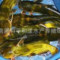 垂钓/钓鱼 2-4两/斤 黄颡鱼旺丁水产吴乾昌