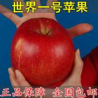 1-5 青岛 树苗苹果种植南方