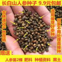 中国大陆 食用农产品 种子参苗野山西洋参