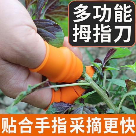   摘菜豆角葡萄尖花椒