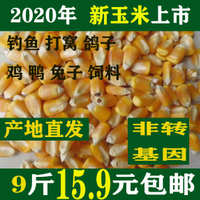 中国大陆 不正常 玉米粒饲料粗粮鸽子