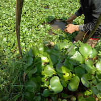 中国 浮性水草 净化器水培浮萍水葫芦植物