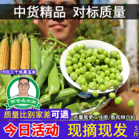 鲜知客 中国大陆 青豆青豌豆农家蔬菜