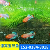 小型 热带鱼 淡水鱼水族馆贡氏密封