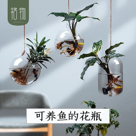 植物 简约 吊瓶玻璃瓶绿萝壁花瓶