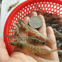 中国大陆 食用农产品 虾白围虾乌龟淡水