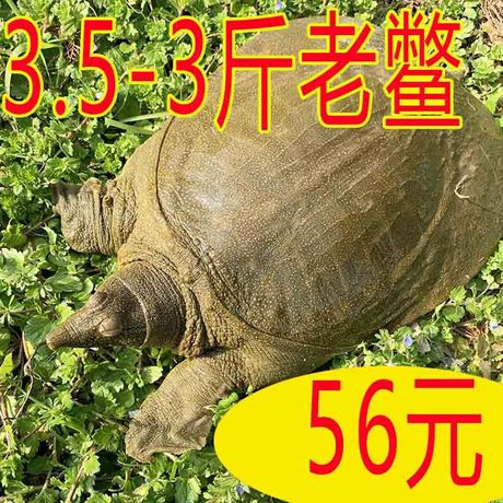 鲜活水产 中国大陆 外塘水鱼土鳖乌龟