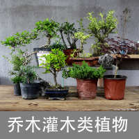 中国  微景观绿植藓蕨类造景