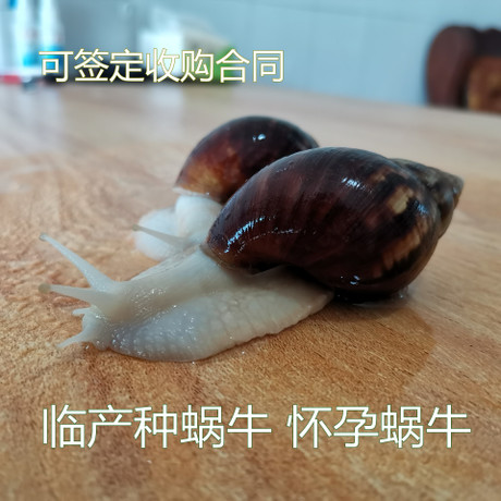   蜗牛白玉牛种试养