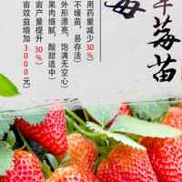 90% 15-30 脱毒林芝草莓西藏