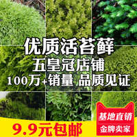 国外 速卖通 青苔盆栽迷假山白发藓