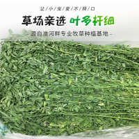 中国 干粮 兔粮苜蓿草龙猫紫花