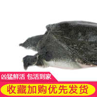 中国大陆  水鱼大甲鱼龟生鳖苗