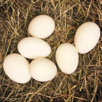 食用农产品 山东 斤土鹅蛋包赔包邮初产蛋