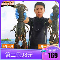 中国大陆 野生 大龙虾包邮波斯顿海鲜