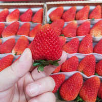 支持 食用农产品 草莓包邮烘焙奶油