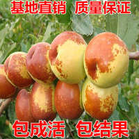 中性 盆栽 蜜枣树苗包邮落叶