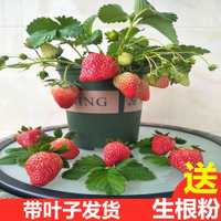 中性 中性 草莓奶油室阳台盆栽