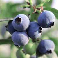 1月 食用农产品 蓝莓礼司令露天高原