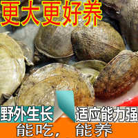 食用农产品 中国大陆 甲鱼鳖苗卤味马蹄