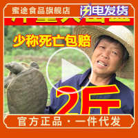 中国大陆 鲜活水产 大甲鱼龟生水鱼免邮