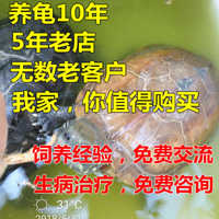 中国 巴西龟 乌龟粮鱼虾干饲料虾
