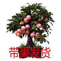   红富士苹果树带果新品种