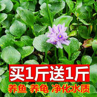 中国 浮性水草 净化器水培浮萍水葫芦植物